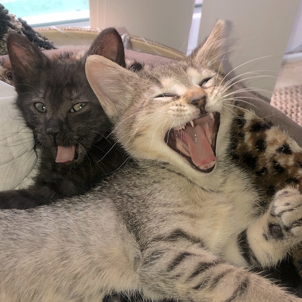 Meet your Poshers, Baxter and Beatrix